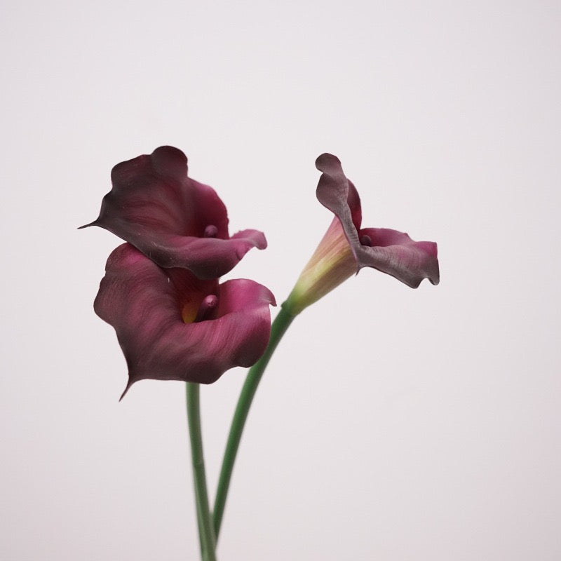 Calla Lily