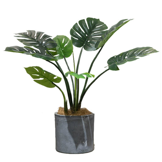 Monstera