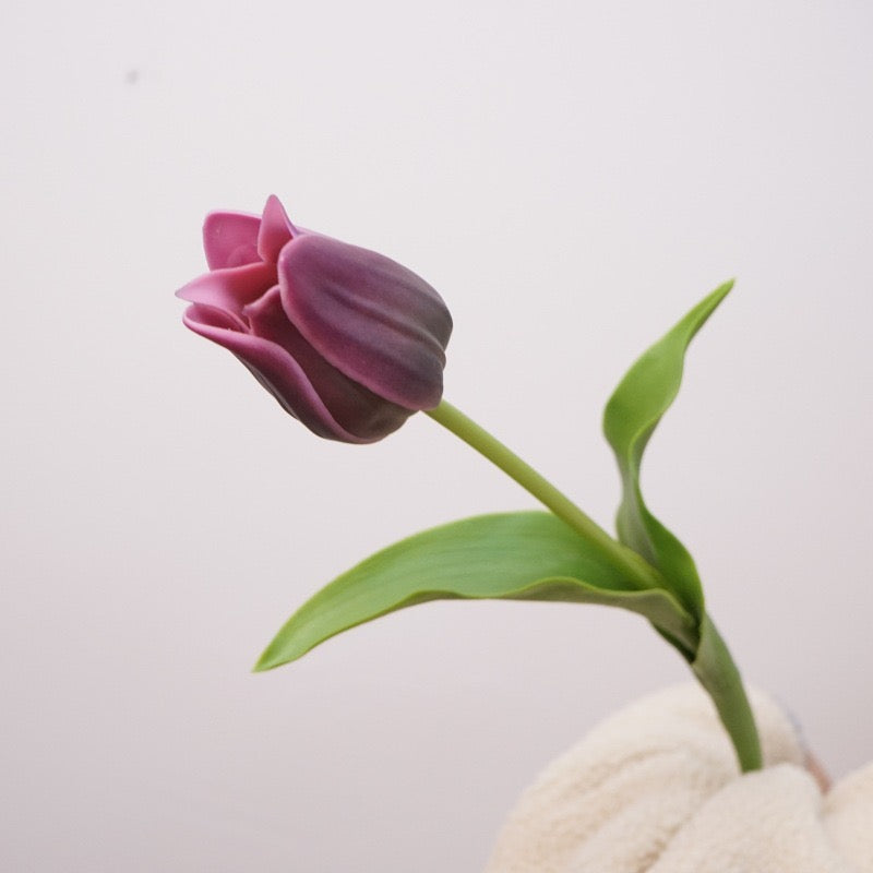 Tulip