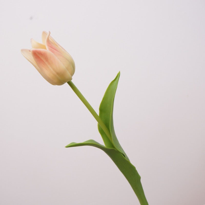 Tulip