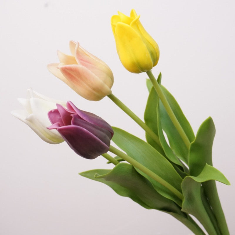 Tulip