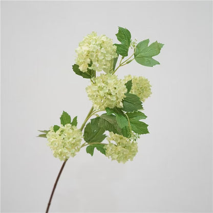 Snowball Viburnum
