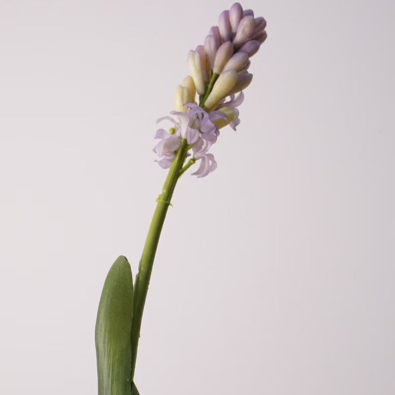 Hyacinth