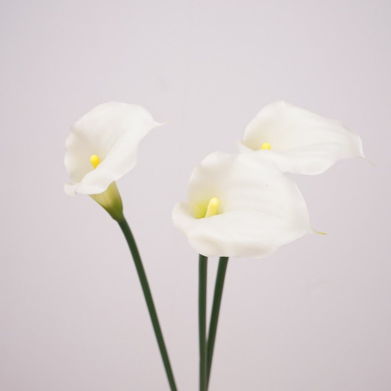 Calla Lily