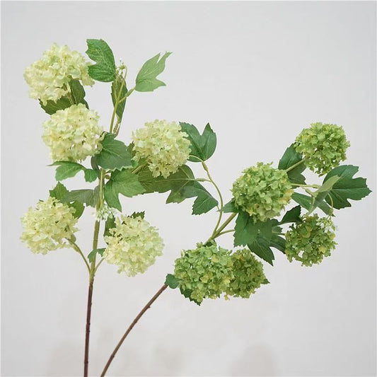 Snowball Viburnum