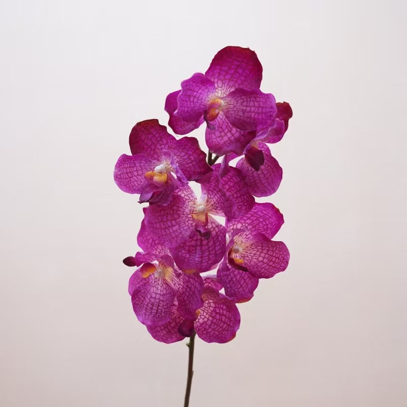 Vanda Orchid