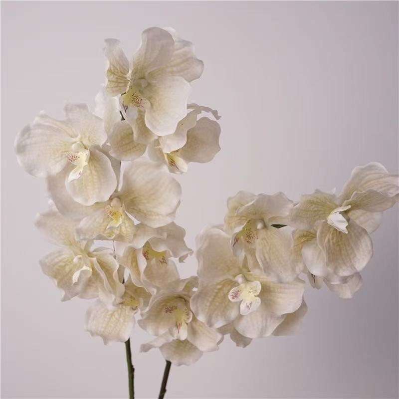 Vanda Orchid