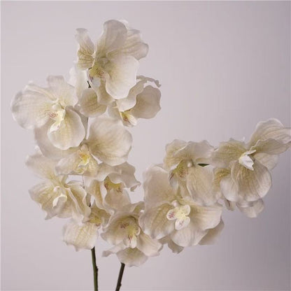 Vanda Orchid