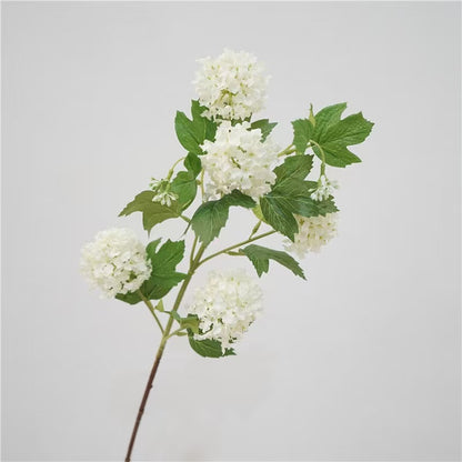 Snowball Viburnum