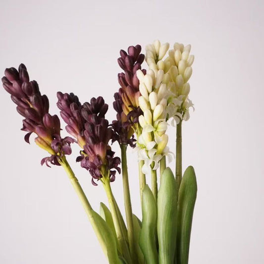 Hyacinth