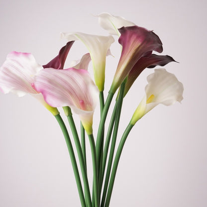 Calla Lily