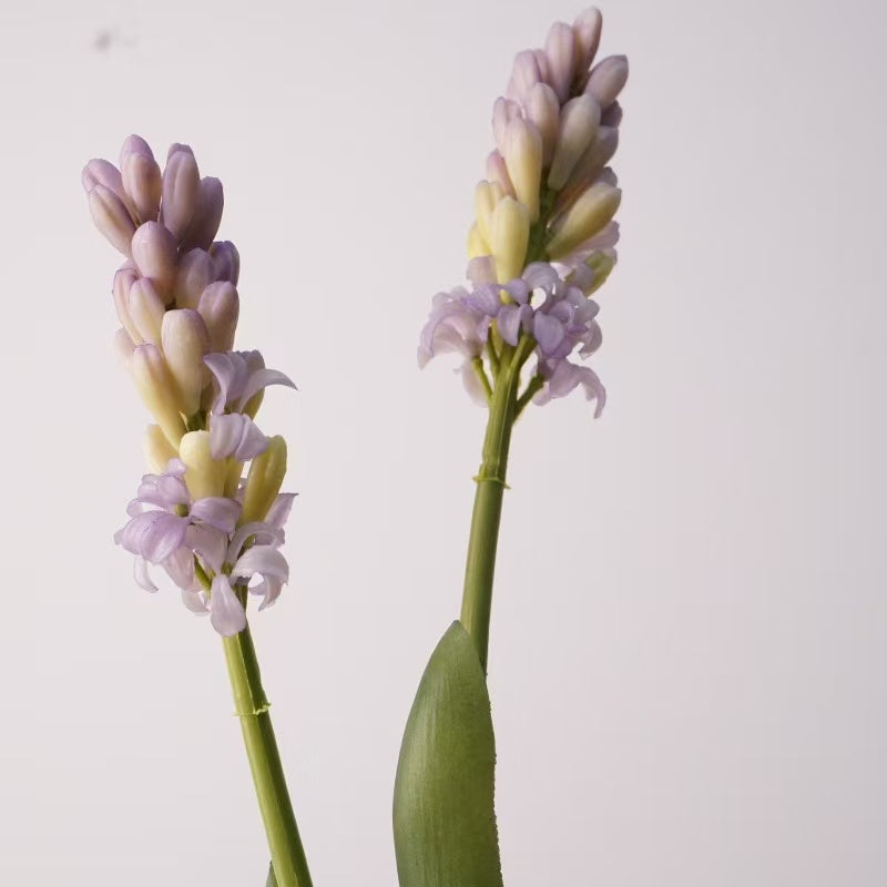 Hyacinth