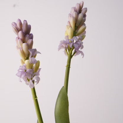 Hyacinth