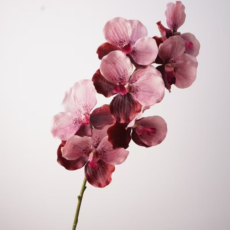 Vanda Orchid