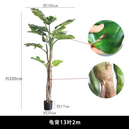 Monstera