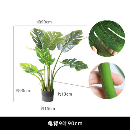 Monstera