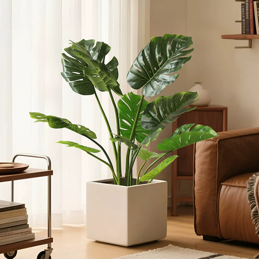 Monstera
