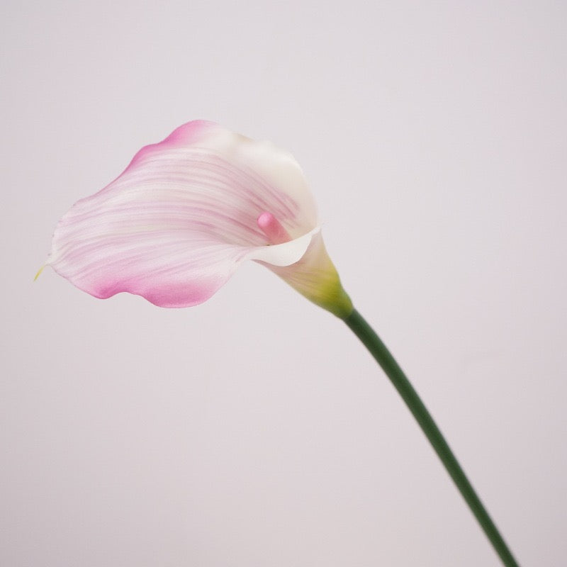 Calla Lily