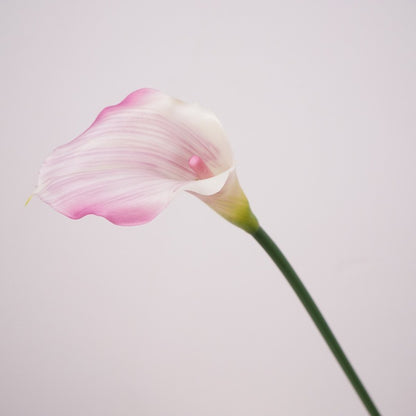 Calla Lily