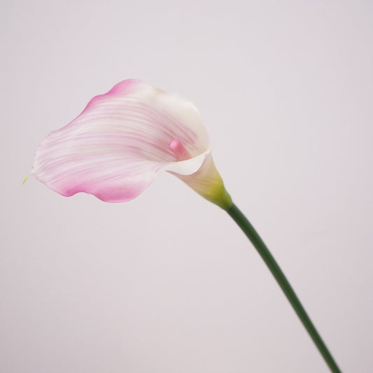 Calla Lily