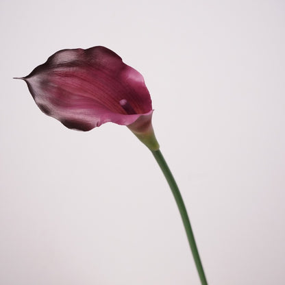 Calla Lily
