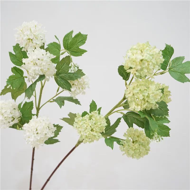 Snowball Viburnum