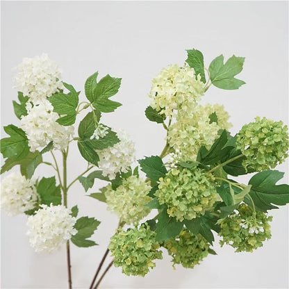 Snowball Viburnum