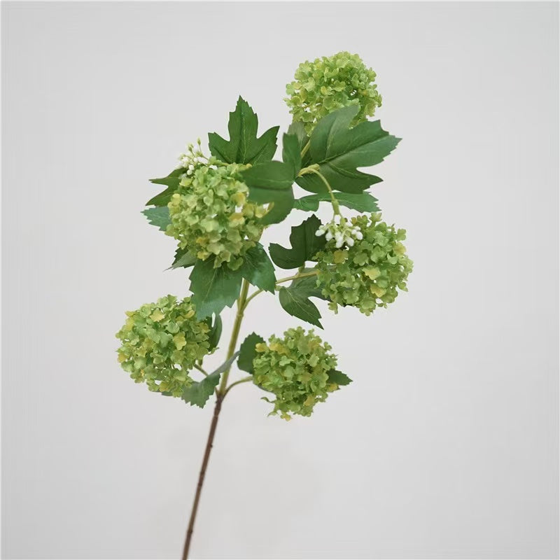 Snowball Viburnum
