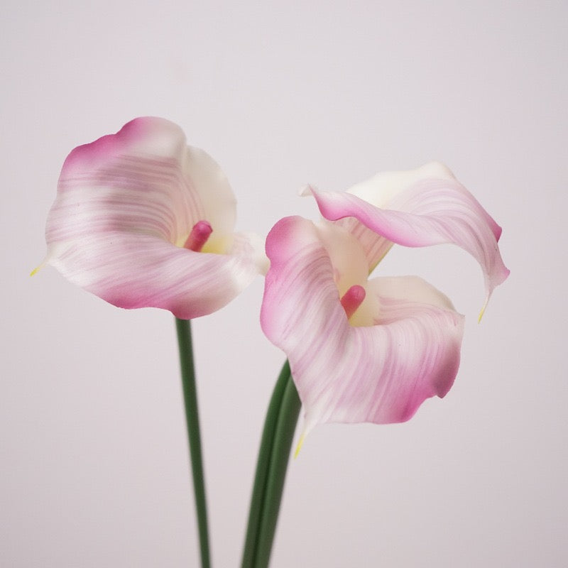 Calla Lily