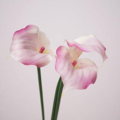 Calla Lily
