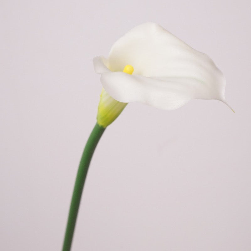 Calla Lily