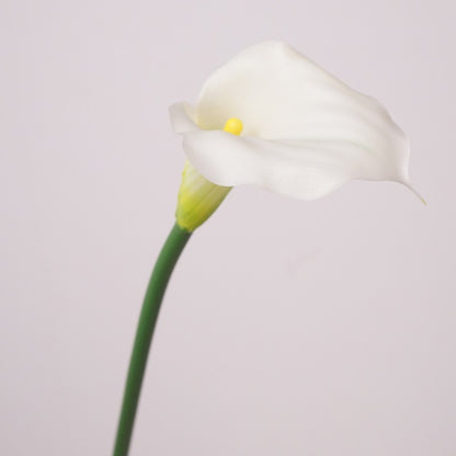 Calla Lily