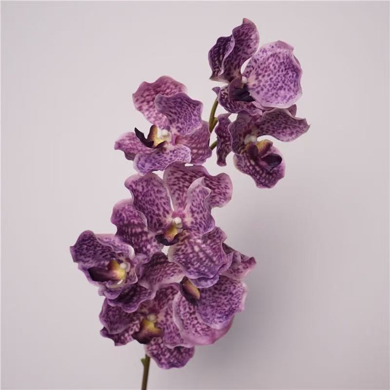 Vanda Orchid