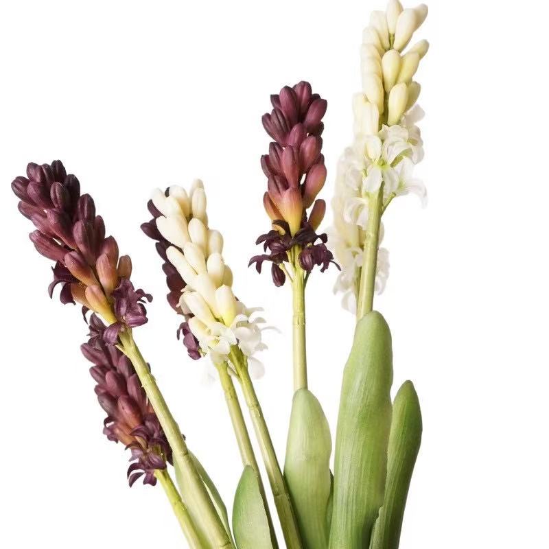 Hyacinth