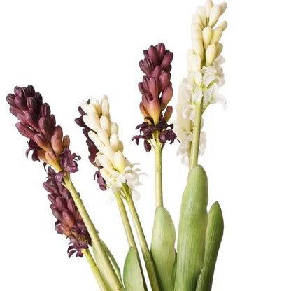 Hyacinth